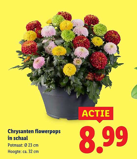 Chrysanten flowerpops in schaal