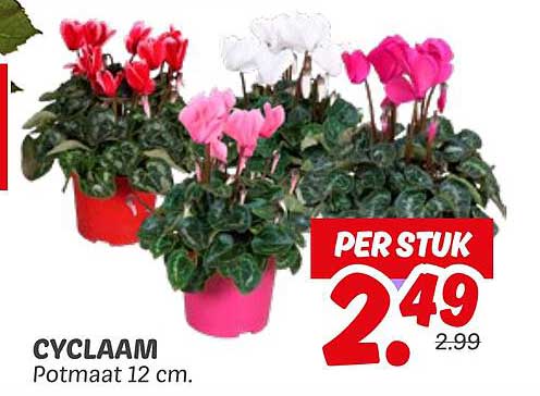 Cyclaam