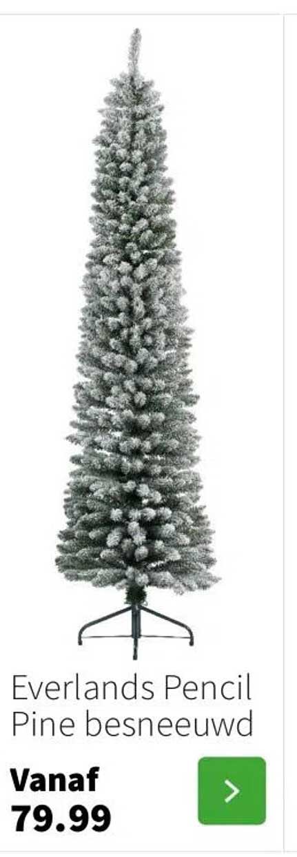 Everlands Pencil Pine besneeuwd