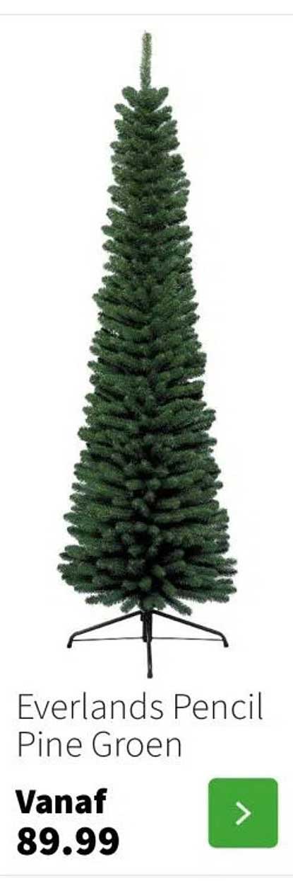 Everlands Pencil Pine Groen