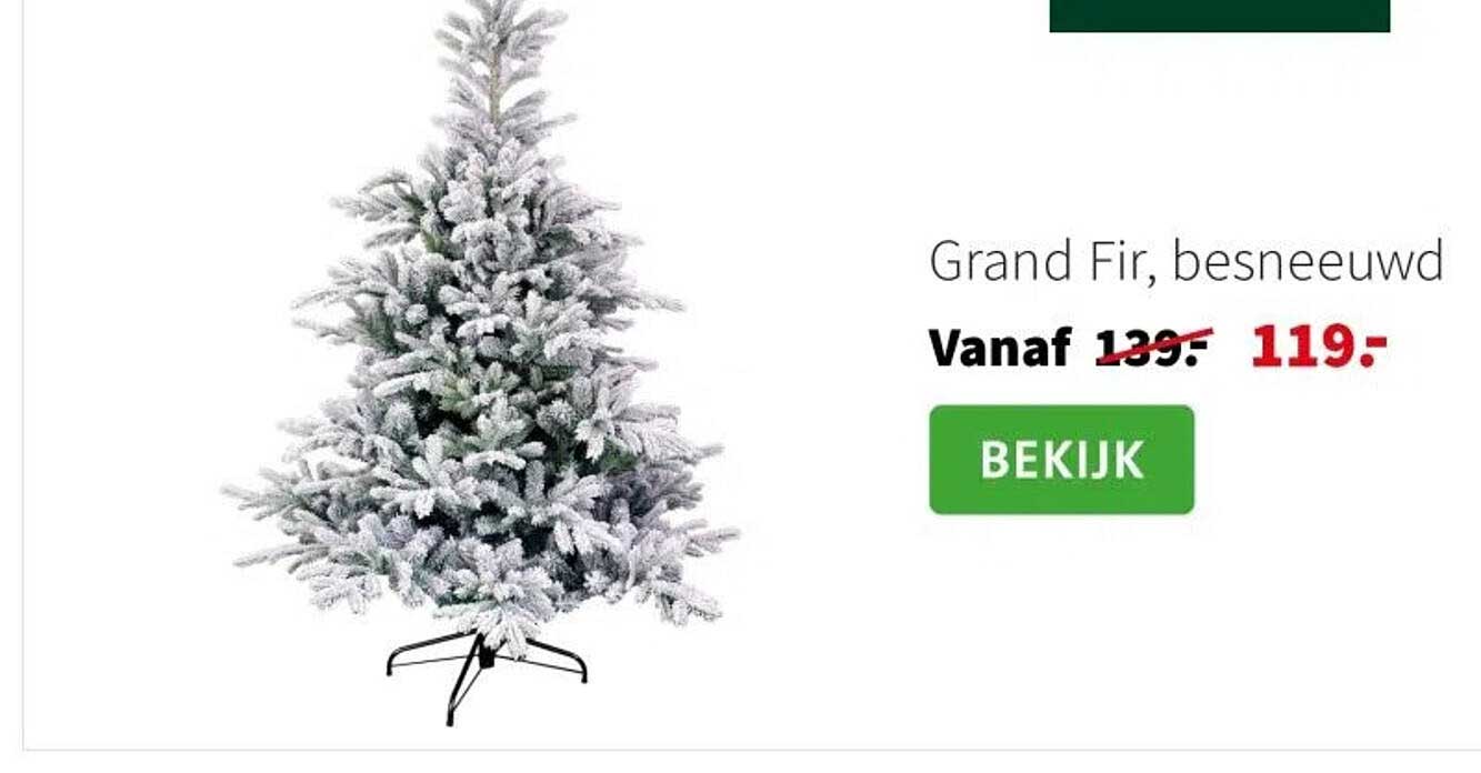 Grand Fir, besneeuwd