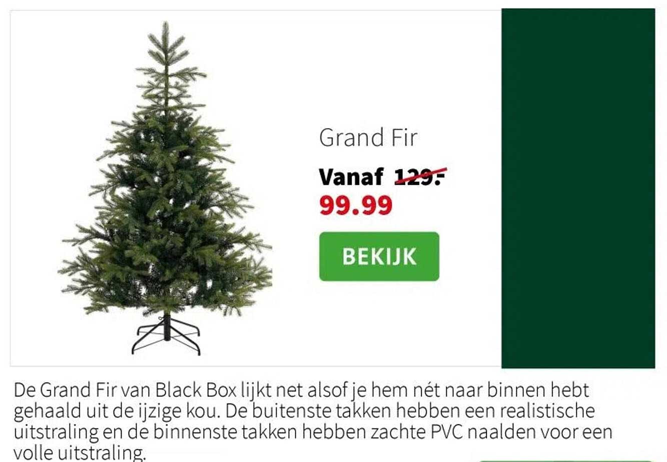 Grand Fir