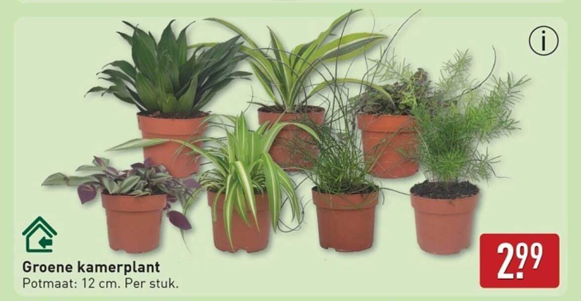 Groene kamerplant