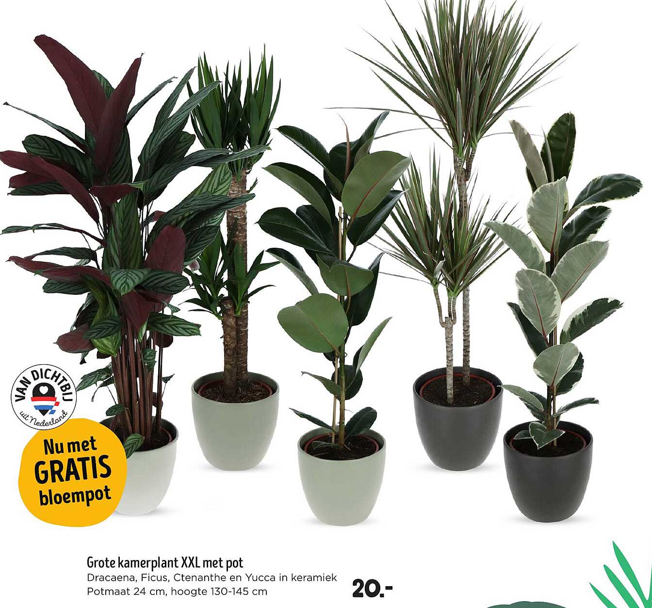 Grote kamerplant XXL met pot