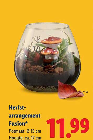 Herfst-arrangement Fusion*
