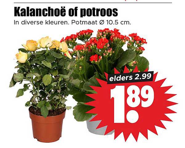 Kalanchoë of potroos