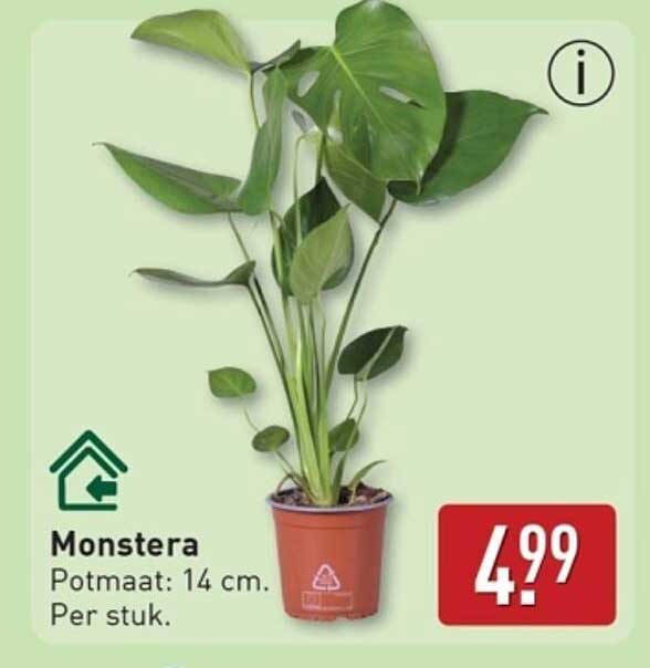 Monstera - Potmaat: 14 cm. Per stuk.
