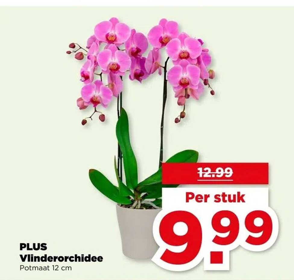 PLUS Vlinderorchidee Potmaat 12 cm