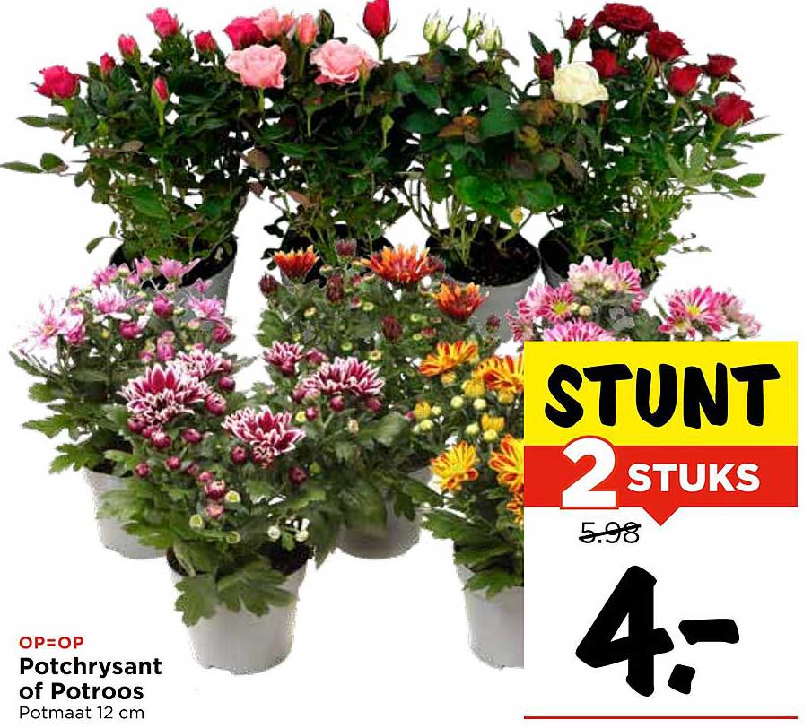Potchrysant of Potroos - 2 stuks voor €4,-