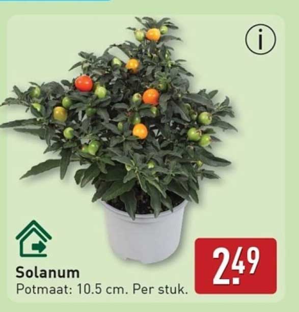 Solanum - Potmaat: 10.5 cm. Per stuk.
