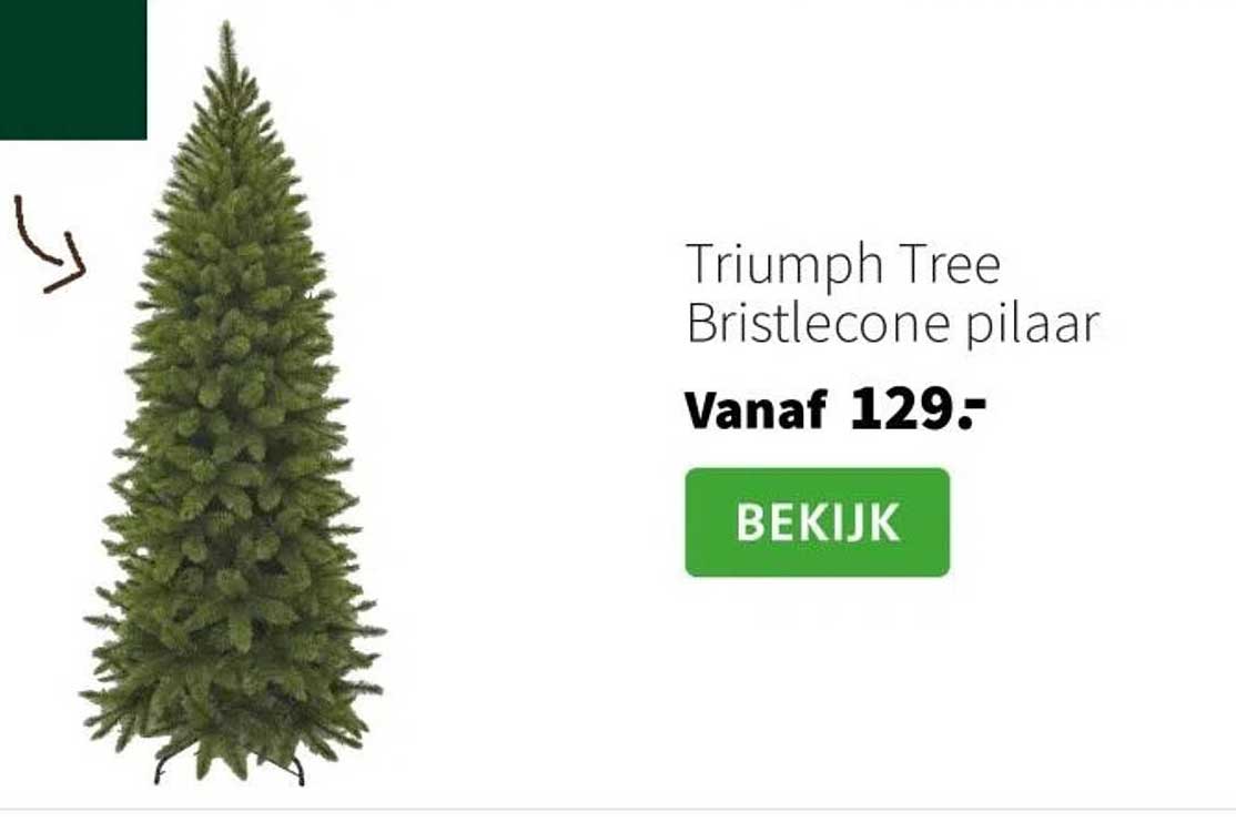 Triumph Tree Bristlecone pilaar