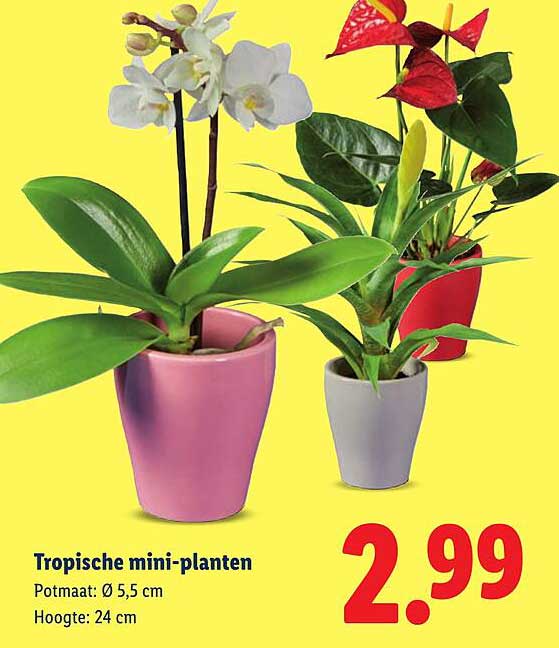 Tropische mini-planten
