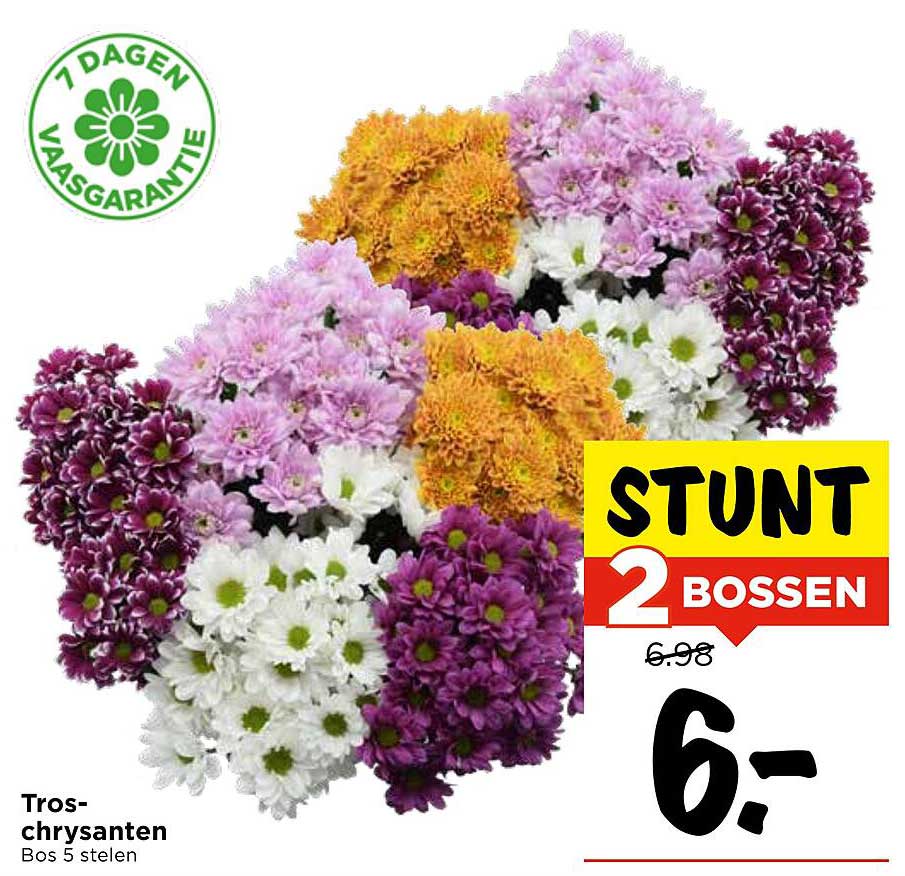 Tros-chrysanten Bos 5 stelen