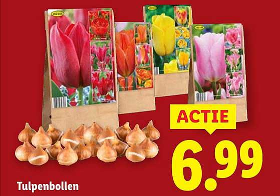 Tulpenbollen