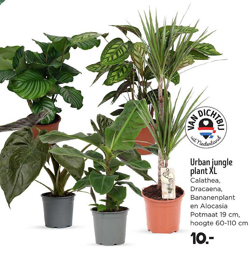 Urban jungle plant XL
