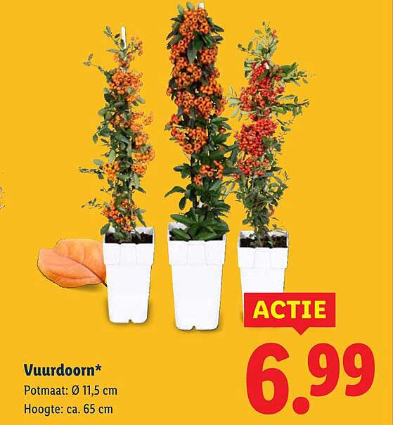 Vuurdoorn*