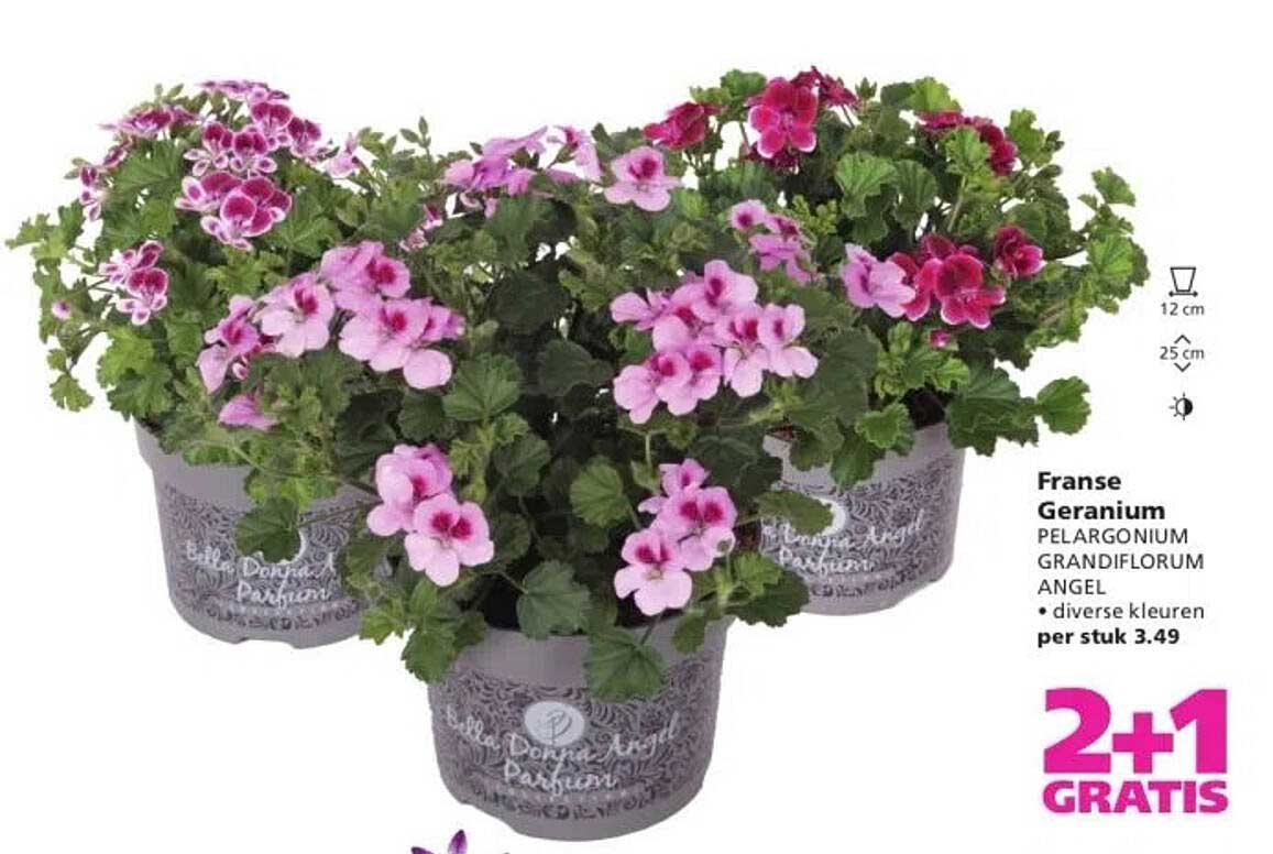 Franse Geranium Pelargonium Grandiflorum Angel - diverse kleuren per stuk 3.49