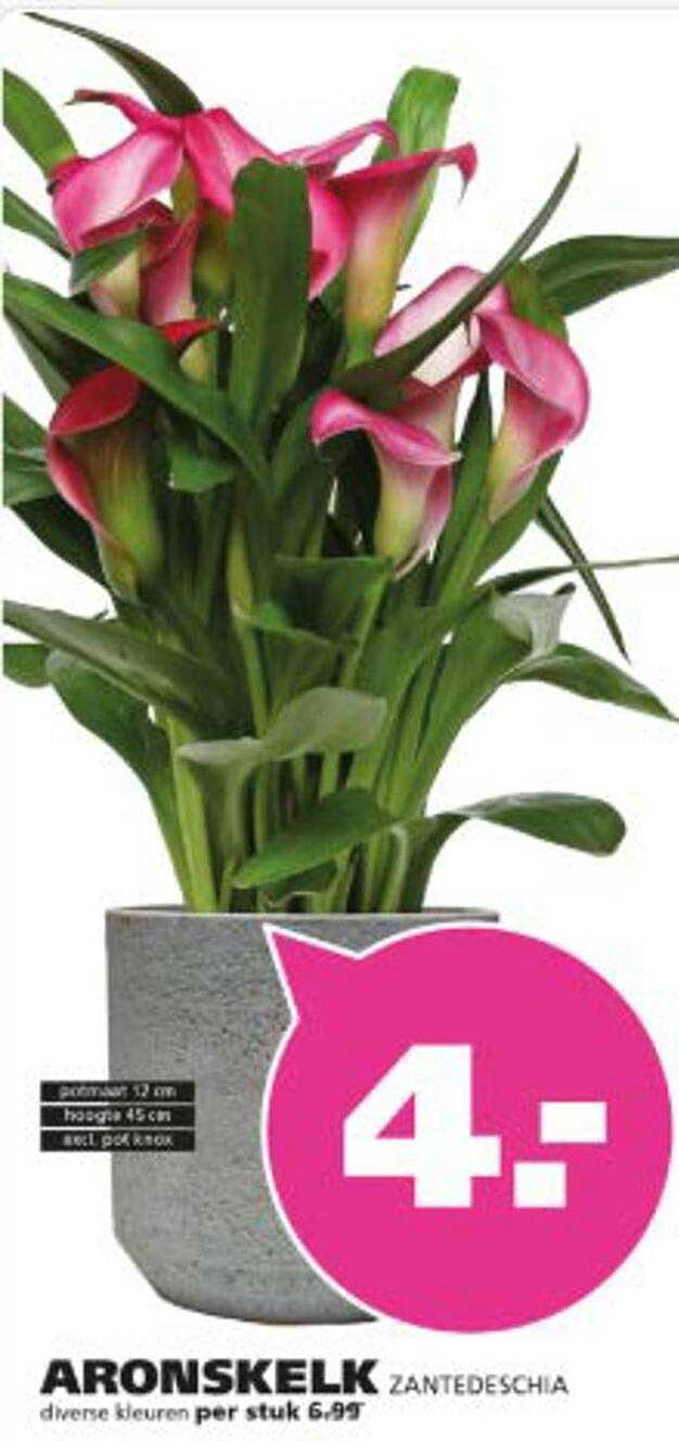 ARONSKELK ZANTEDESCHIA diverse kleuren per stuk 6.99