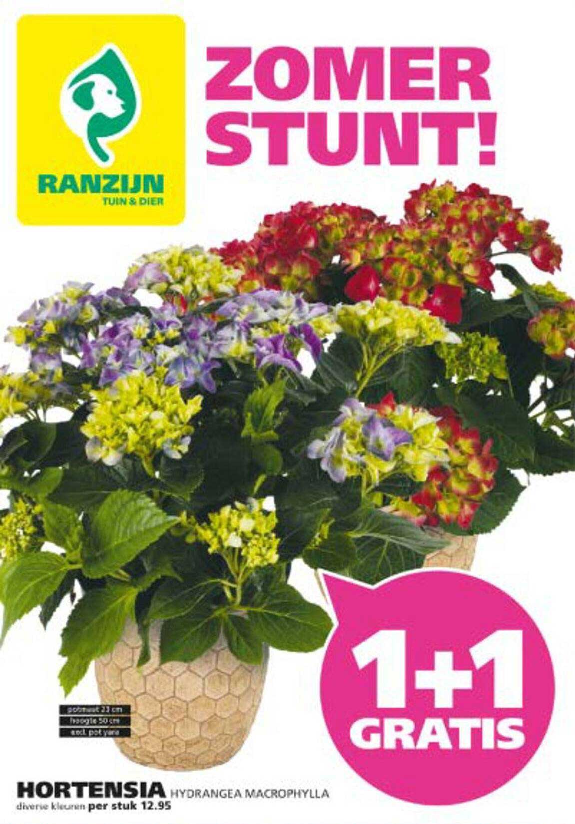 HORTENSIA HYDRANGEA MACROPHYLLA diversas kleuren per stuk 12.95