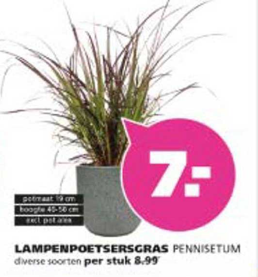 LAMPENPOETSERSGRAS PENNISETUM diverse soorten per stuk 8.99