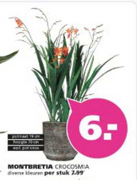 MONTBRETIA CROCOSMIA diverse kleuren per stuk 7.99