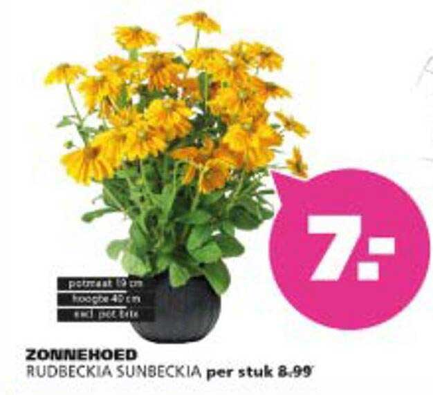 Zonnehoed