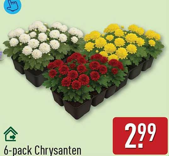 6-pack Chrysanten