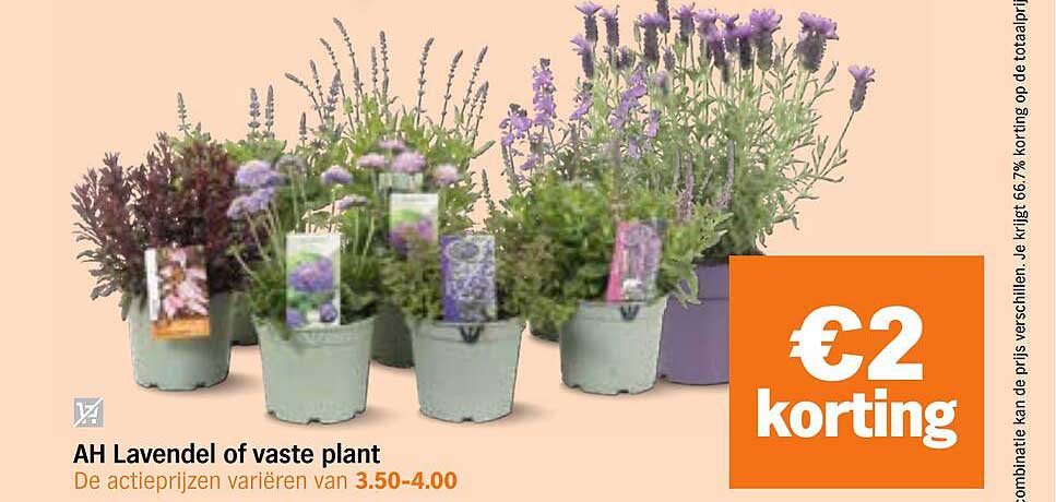 AH Lavendel of vaste plant €2 korting