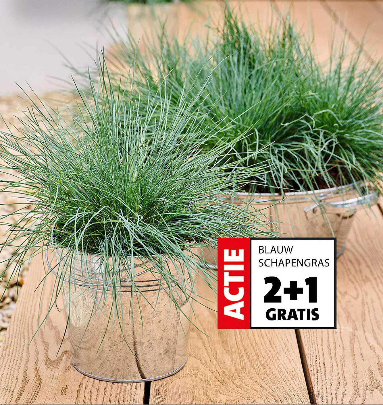 BLAUW SCHAPENGRAS 2+1 GRATIS