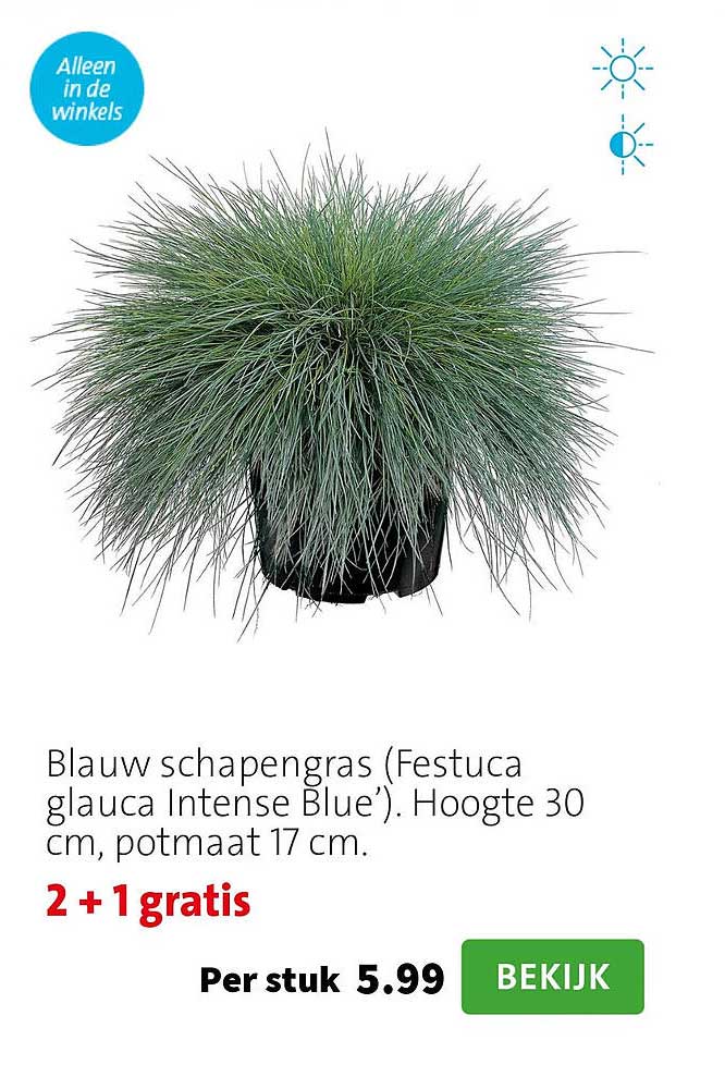 Blauw schapengras (Festuca glauca Intense Blue). Hoogte 30 cm, potmaat 17 cm. 2 +1 gratis