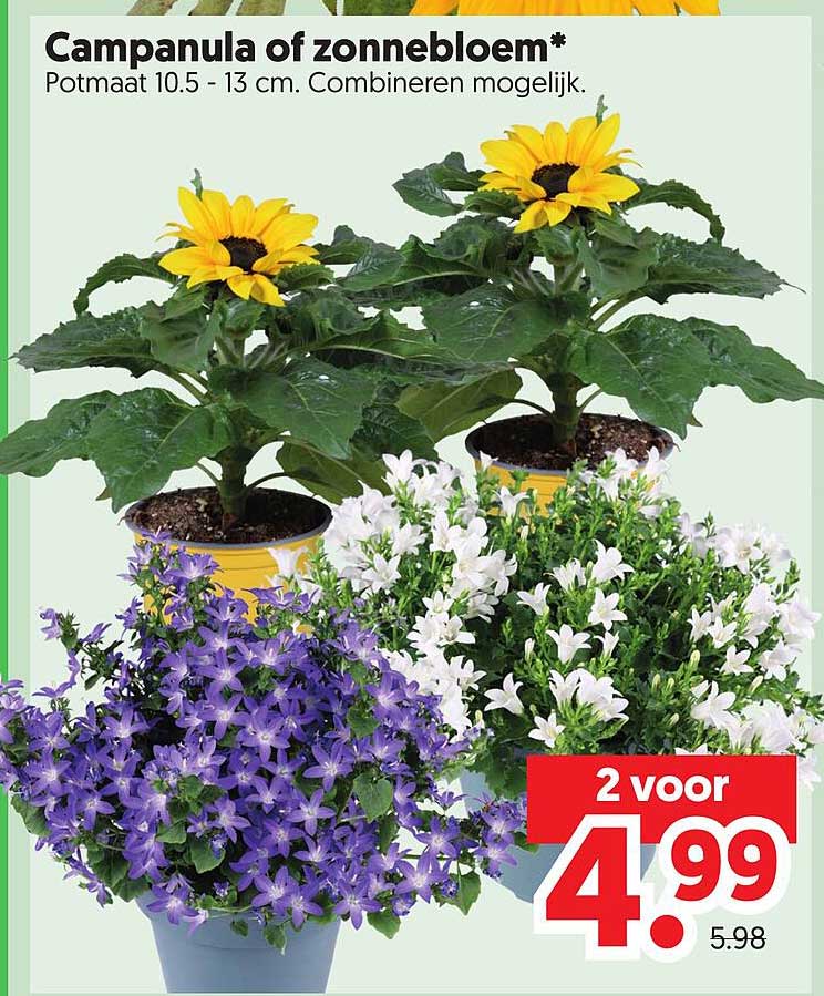 Campanula of zonnebloem* 2 voor 4.99