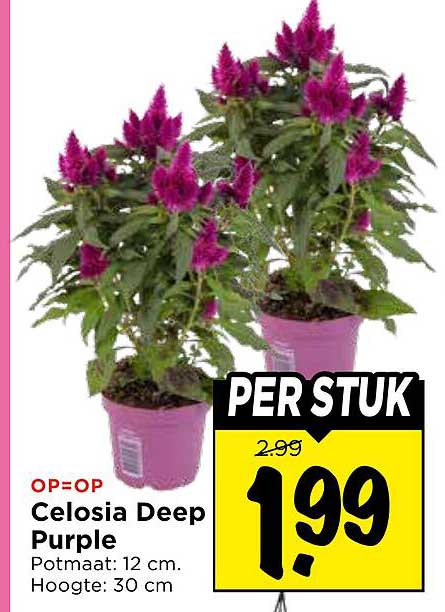 Celosia Deep Purple