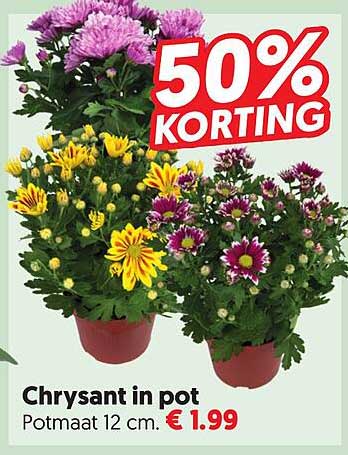 Chrysant in pot 50% KORTING