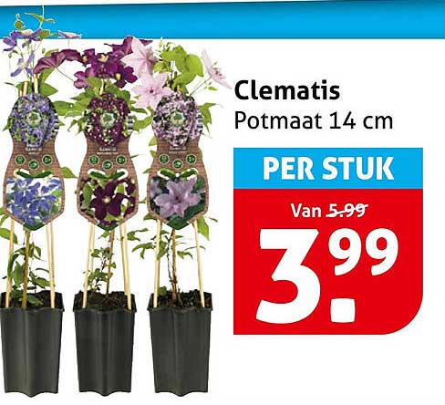 Clematis Potmaat 14 cm PER STUK