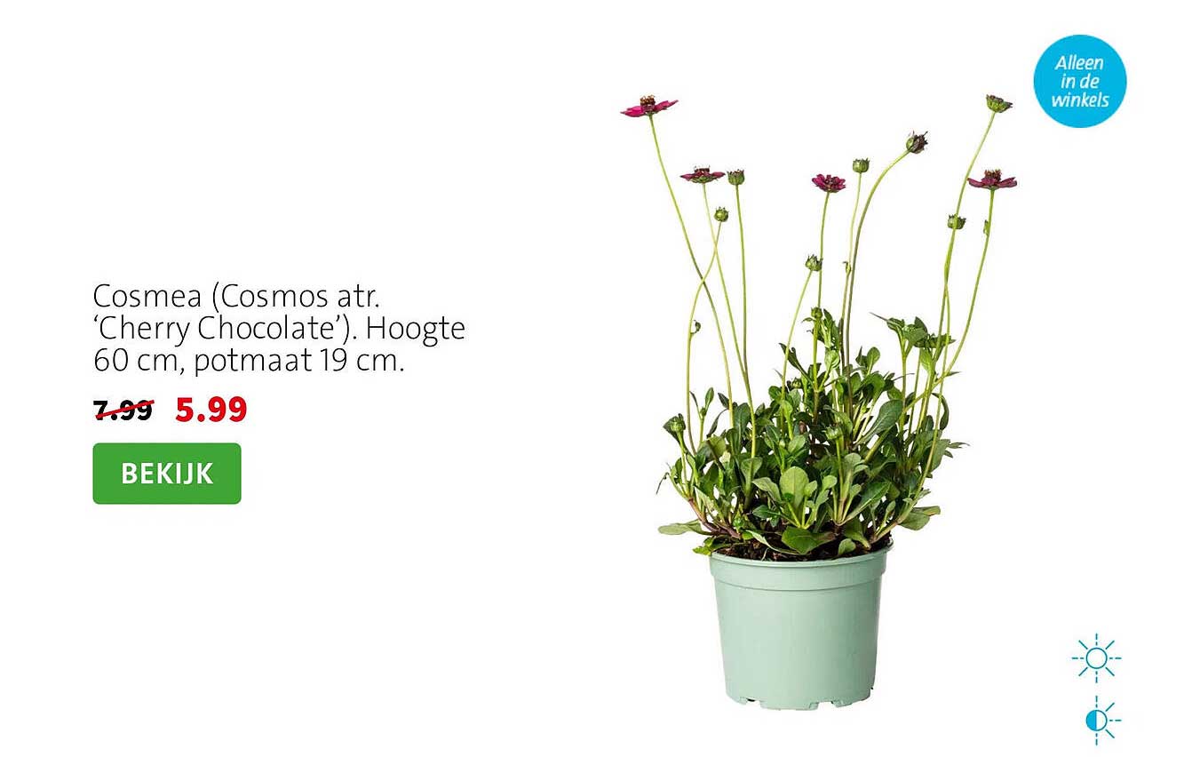 Cosmea (Cosmos atr. ‘Cherry Chocolate’). Hoogte 60 cm, potmaat 19 cm.