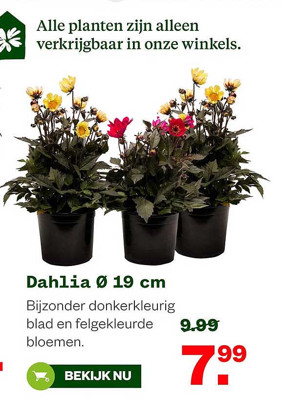 Dahlia Ø 19 cm