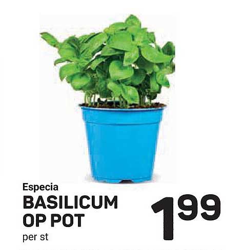 Especia BASILICUM OP POT