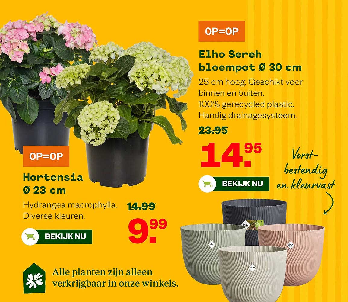 Hortensia Ø 23 cm OP=OP