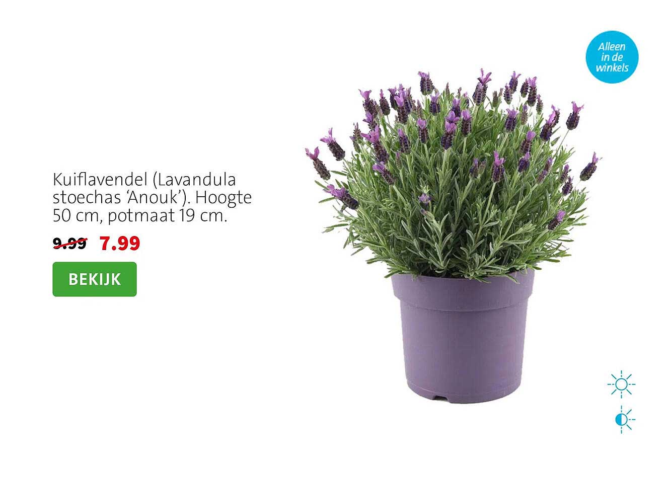Kuiflavendel (Lavandula stoechas Anouk). Hoogte 50 cm, potmaat 19 cm.
