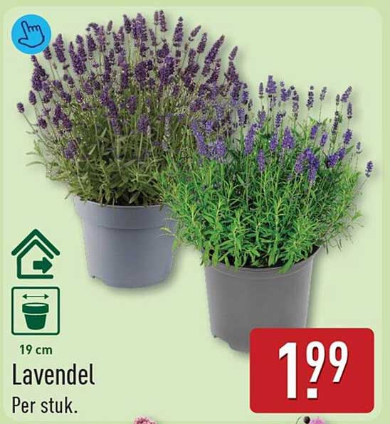 Lavendel