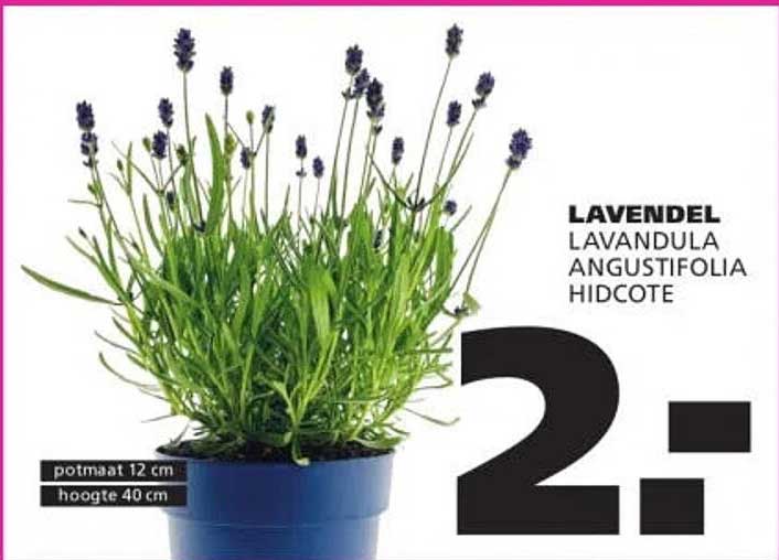 LAVENDEL LAVANDULA ANGUSTIFOLIA HIDCOTE 2-