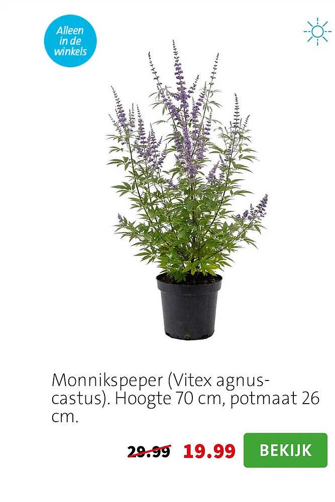 Monnikspeper (Vitex agnus-castus). Hoogte 70 cm, potmaat 26 cm.