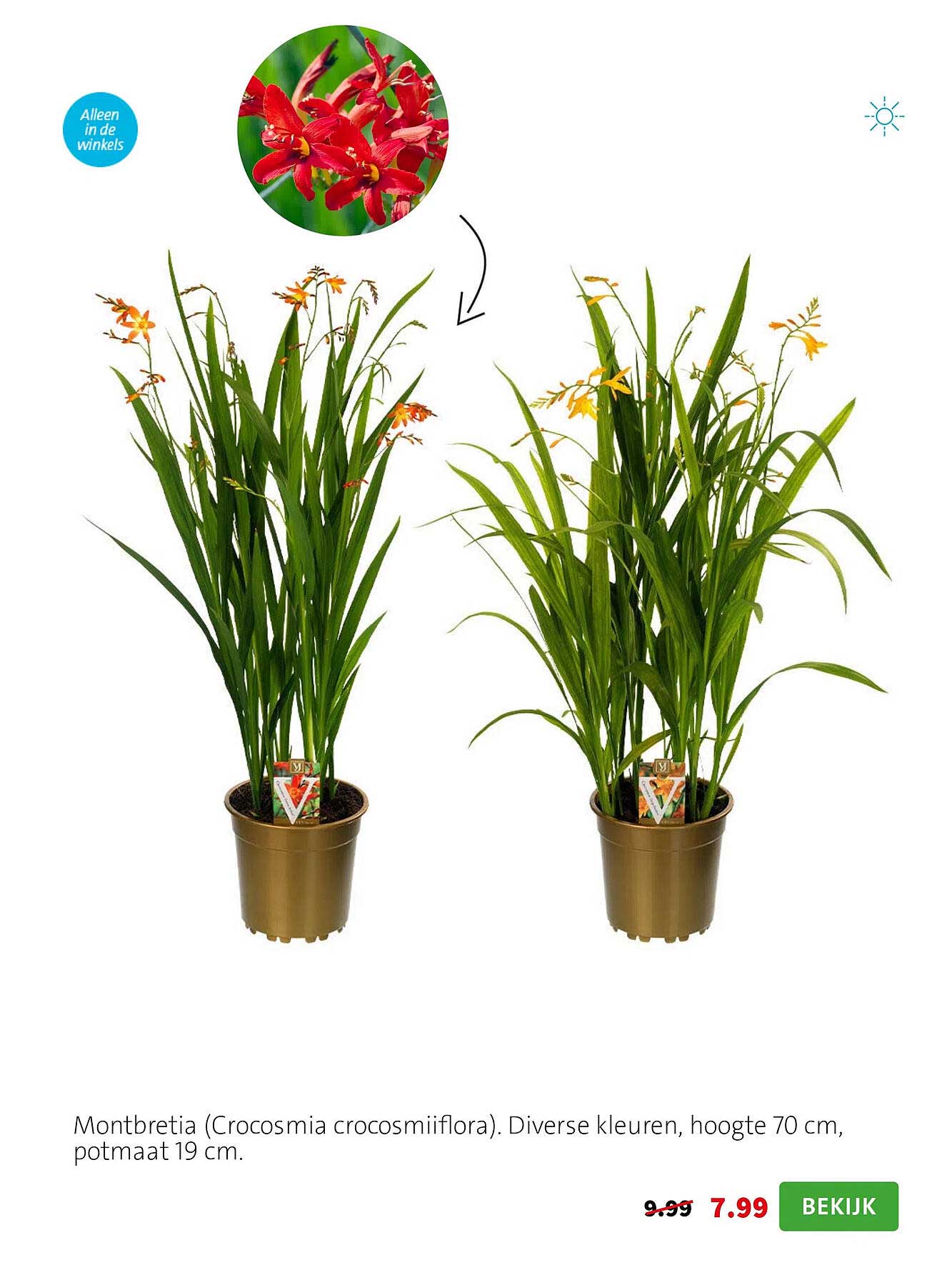 Montbretia (Crocosmia crocosmiiflora). Diverse kleuren, hoogte 70 cm, potmaat 19 cm.