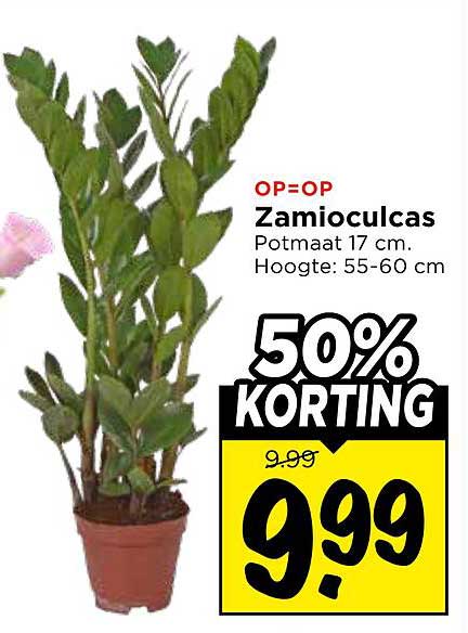 OP=OP Zamioculcas Potmaat 17 cm. Hoogte: 55-60 cm 50% KORTING