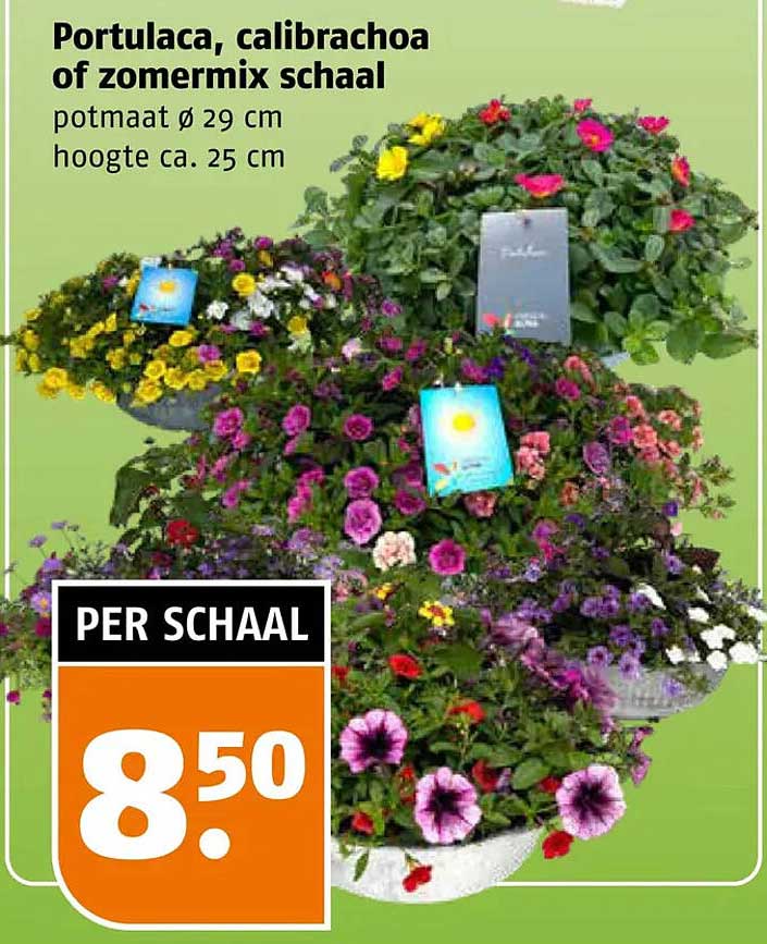 Portulaca, calibrachoa of zomermix schaal
