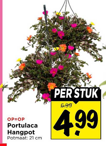 Portulaca Hangpot