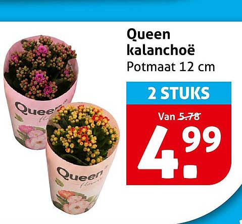 Queen kalanchoë Potmaat 12 cm 2 STUKS