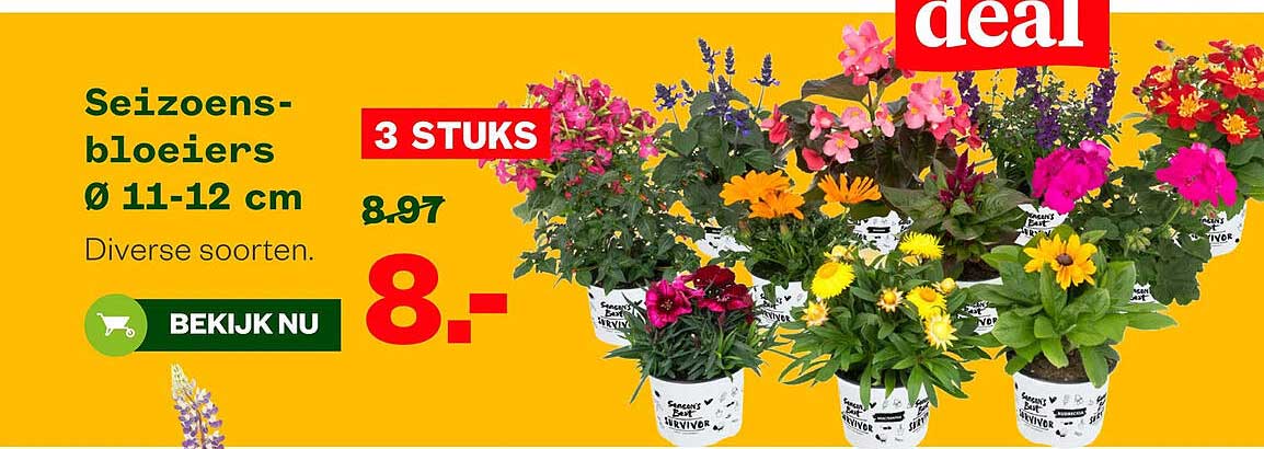 Seizoens-bloeiers Ø 11-12 cm Diverse soorten. 3 STUKS