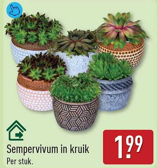 Sempervivum in kruik