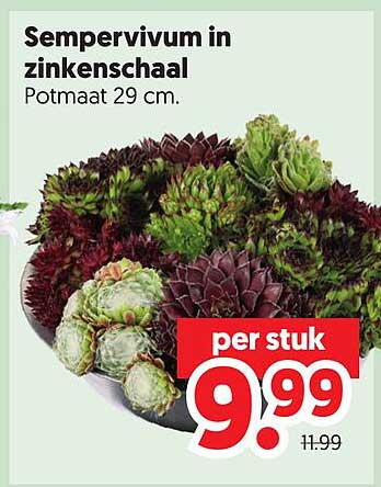 Sempervivum in zinkenschaal Potmaat 29 cm. per stuk